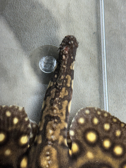 Hybrid Motoro Stingray (Male 9-10”) *Missing Tail*