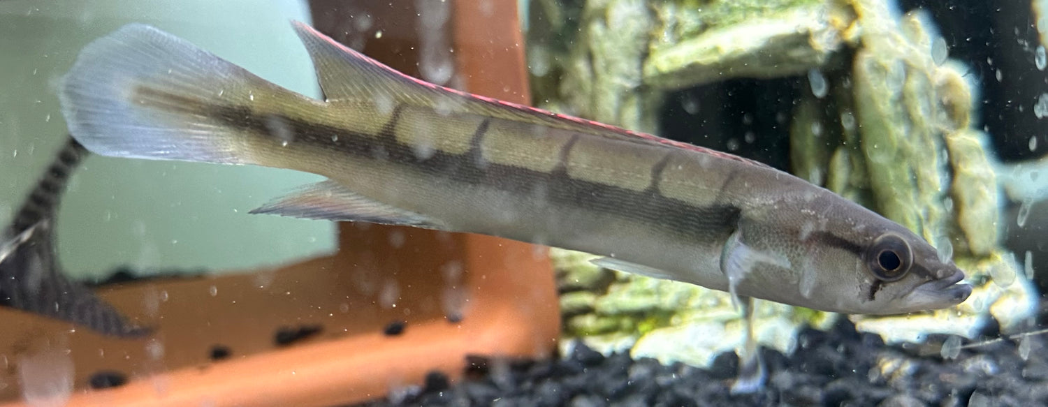 Red Atabapo Pike (5”)