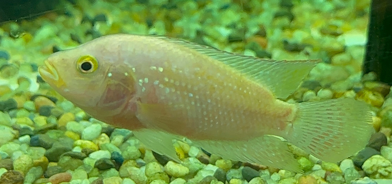 Pink Jack Dempsey (2.5-3”)