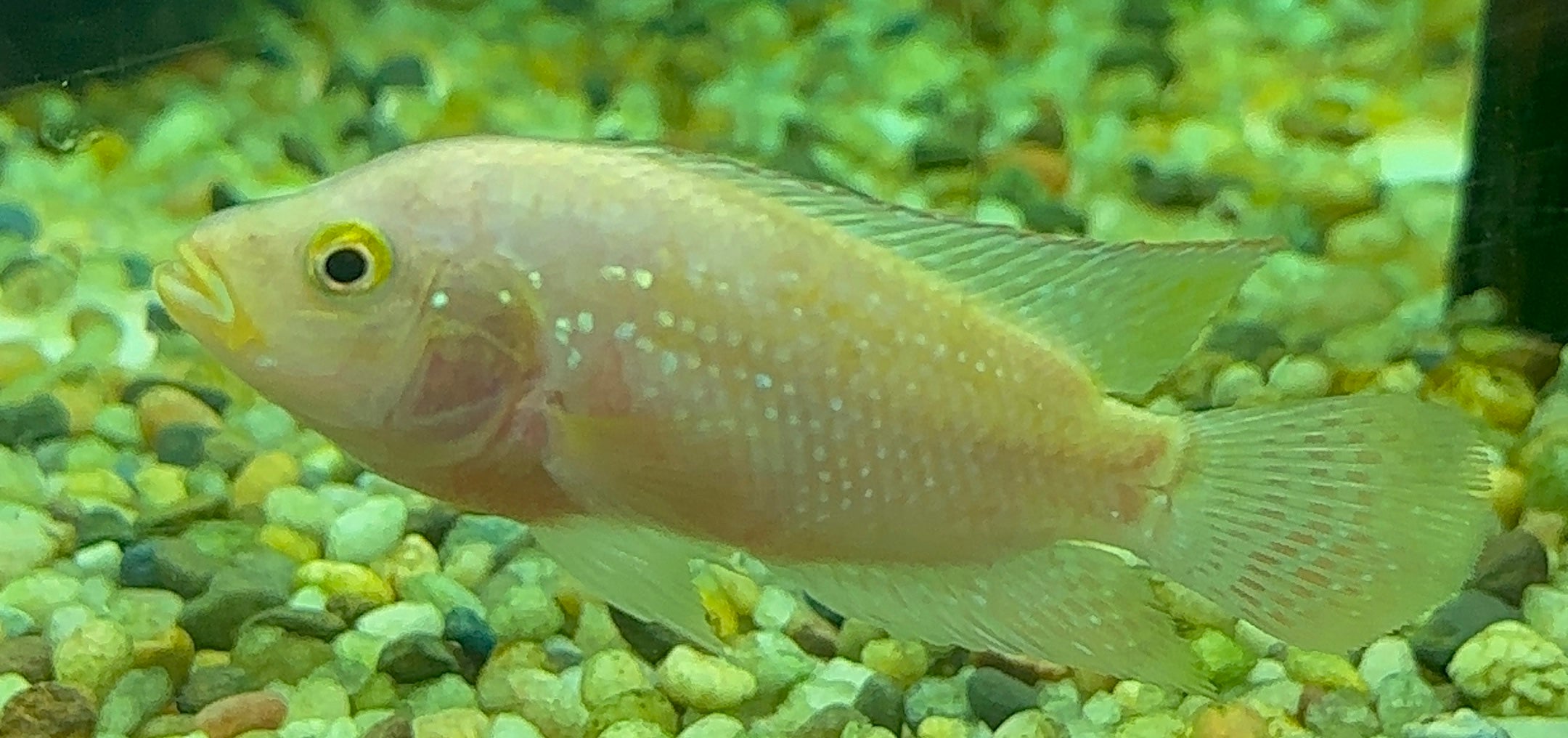 Pink Jack Dempsey (2.5-3”)