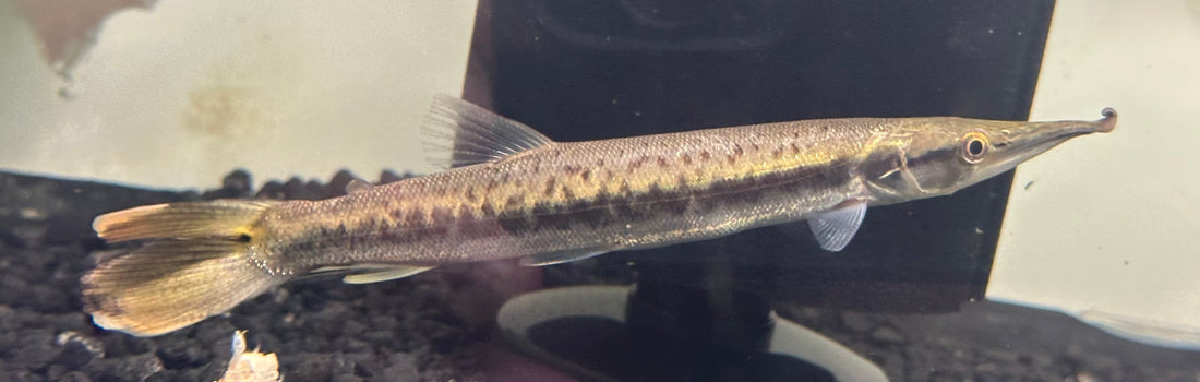 Bicuda Giant Pike Characin (7-8”)