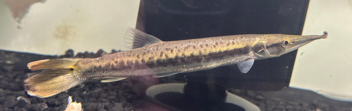 Bicuda Giant Pike Characin (7-8”)