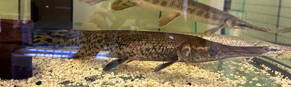 XL Alligator Gar (18-20”)