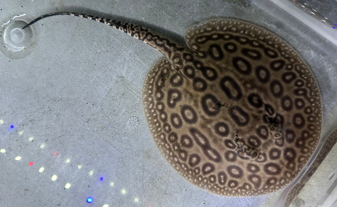 Pearl Stingray (Male 5.5”)
