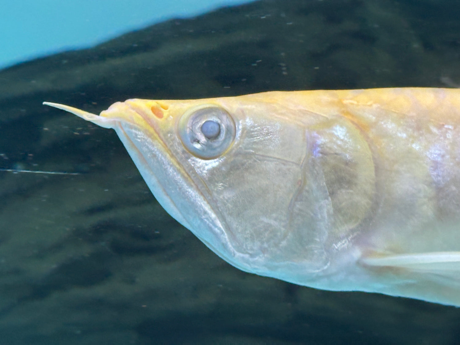 LARGE Albino Silver Arowana (11-12”)