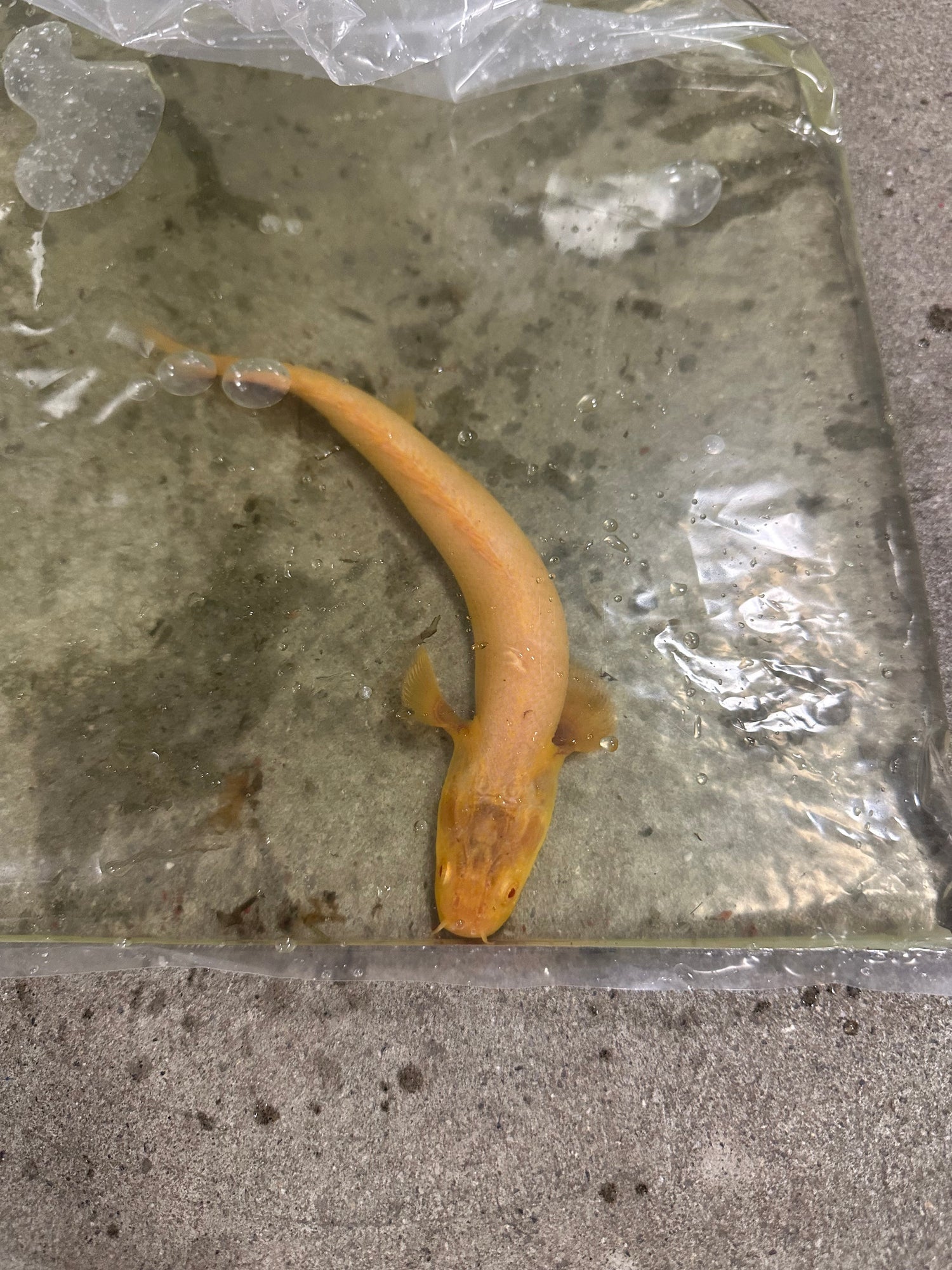 Albino Weeksi Polypterus (8–9”)