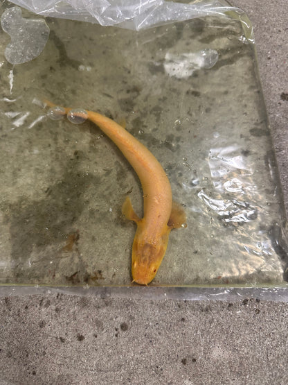 Albino Weeksi Polypterus (8–9”)
