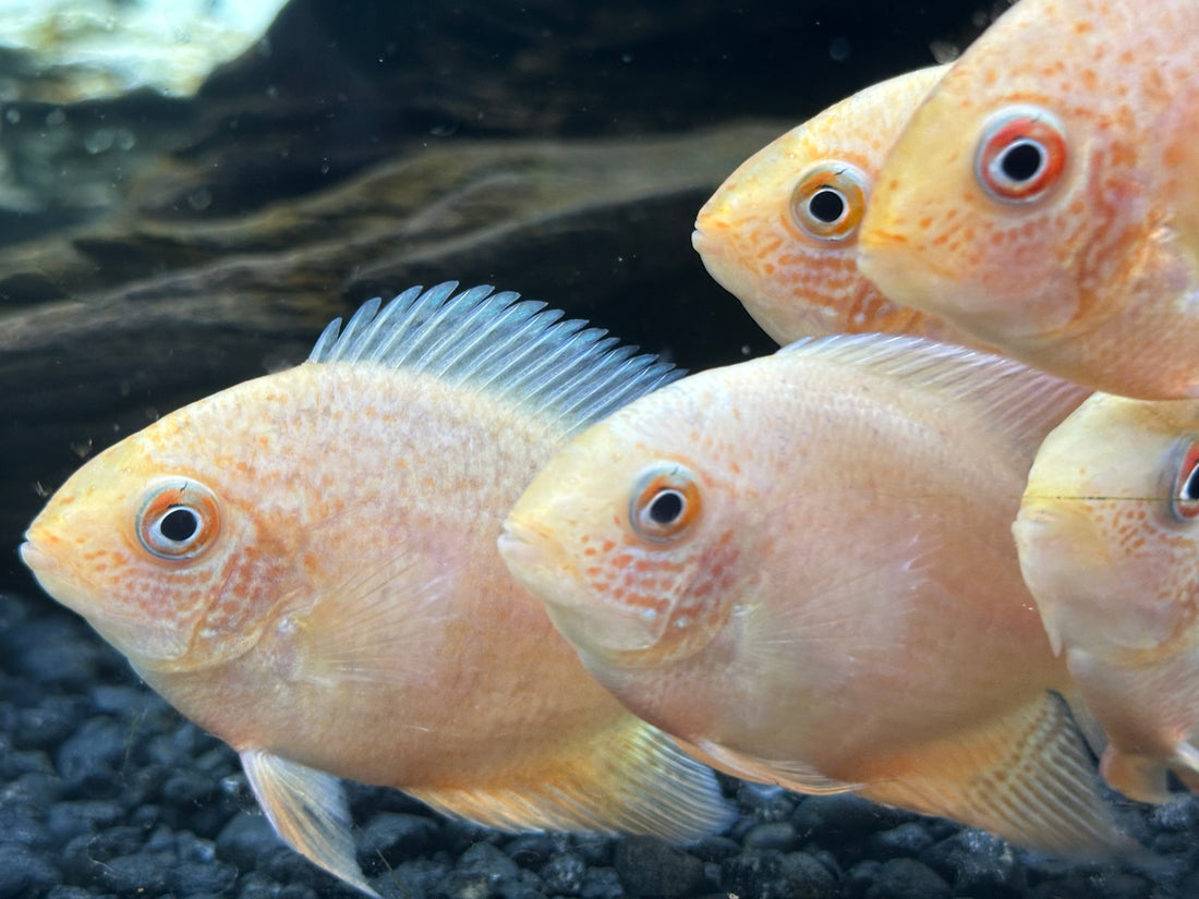 Red Severum (3”)