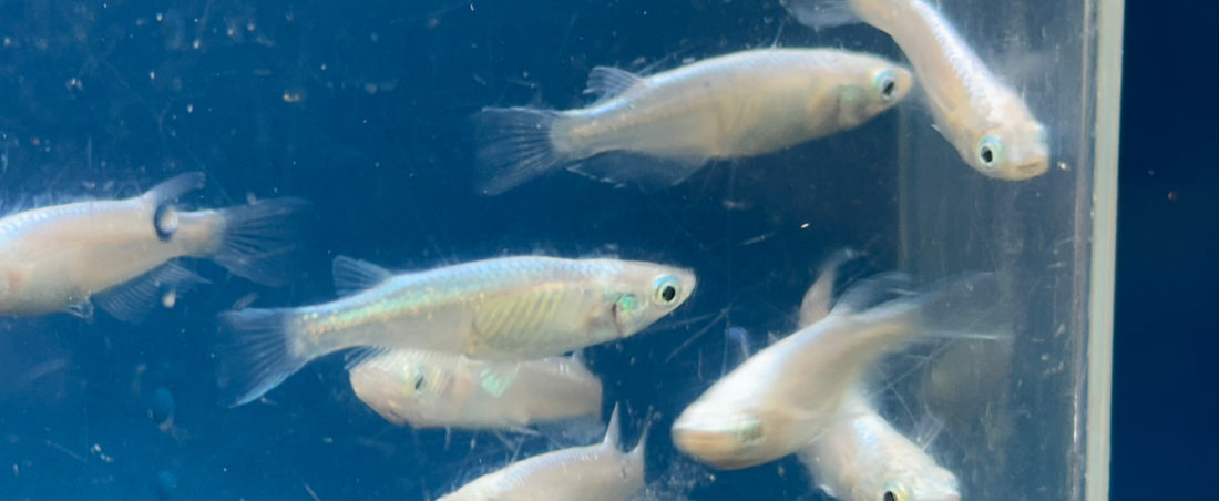 Platinum Medaka Rice Fish (1”+)