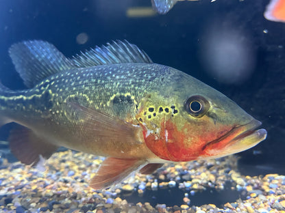 LARGE Fogo Peacock Bass (10”)
