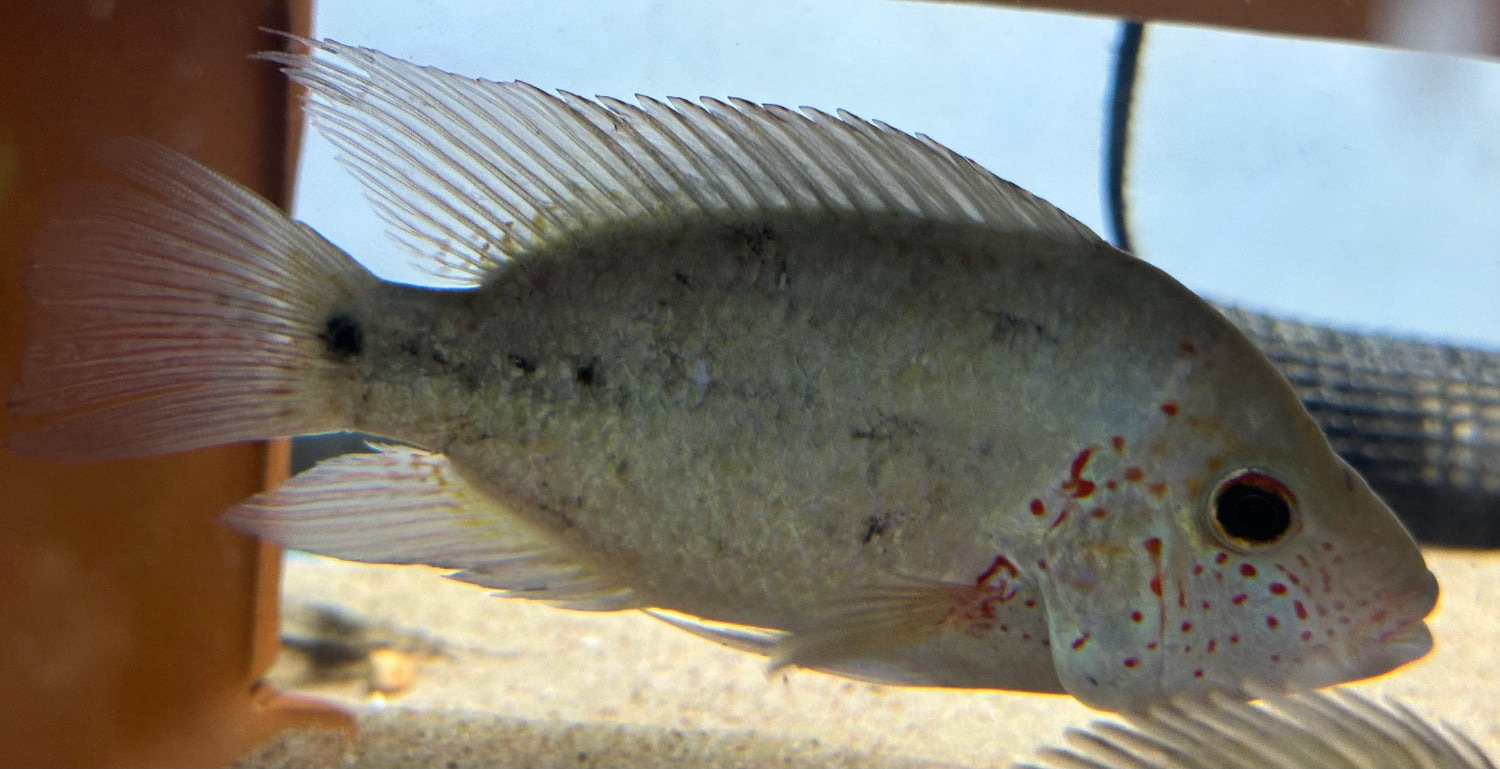 Large Nautla Cichlid (6-7”)