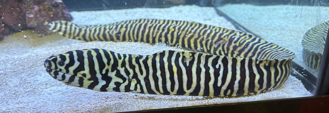 Zebra Moray Eel (26-28”)