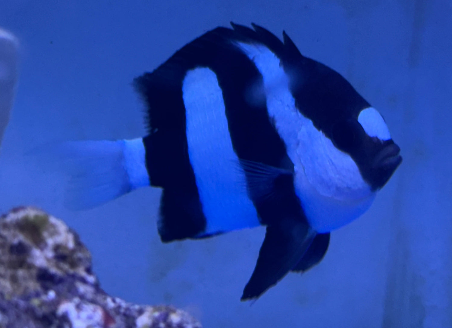 Large Three Striped Damsal (2.25-3”)