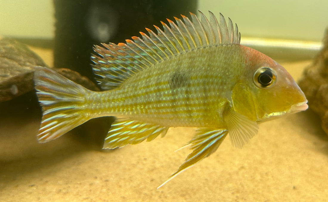 LARGE Red Head Tapajos Geophagus Cichlid (4-5”)