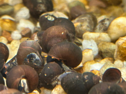 Blueberry Snail (.75-1”)