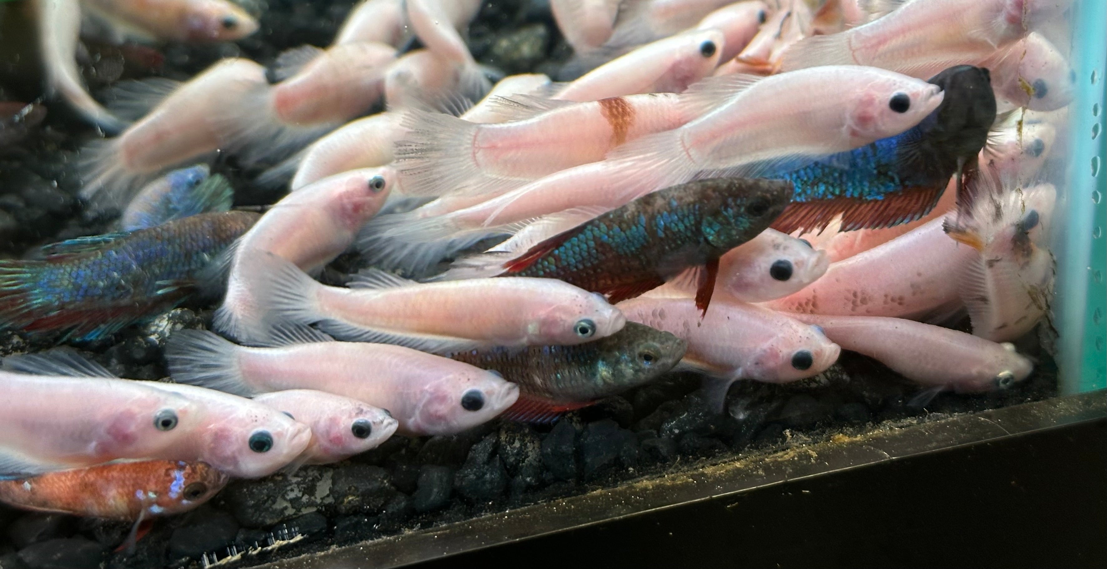 Bettas hembras mixtas (2”)