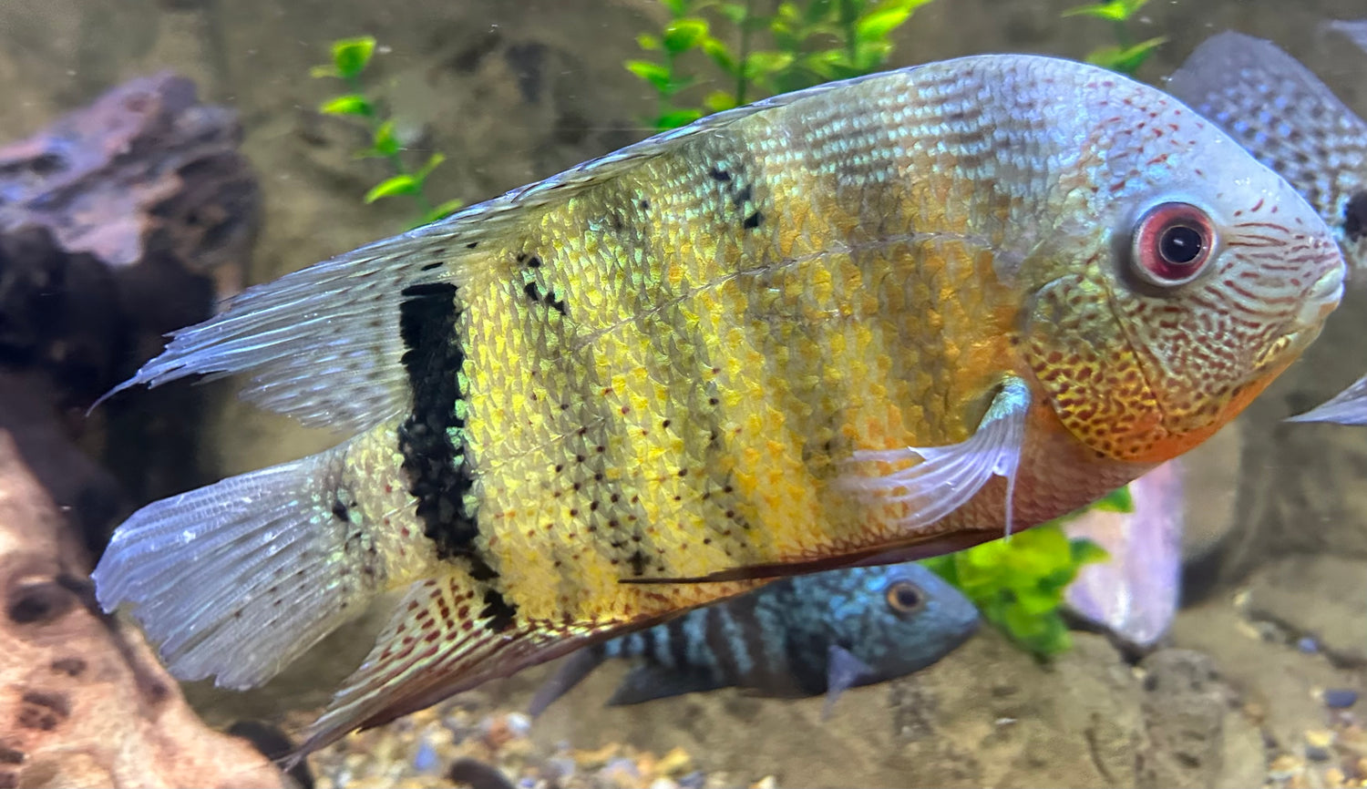 XL Tiger Severum (7-8”)