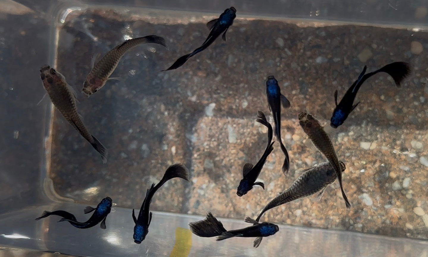 Blue Tazan Guppy Pair (1”)