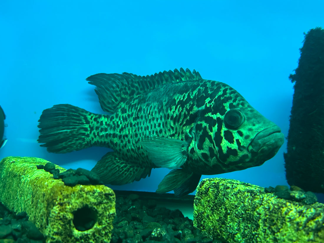 XL Cuban Cichlid (7-8”)