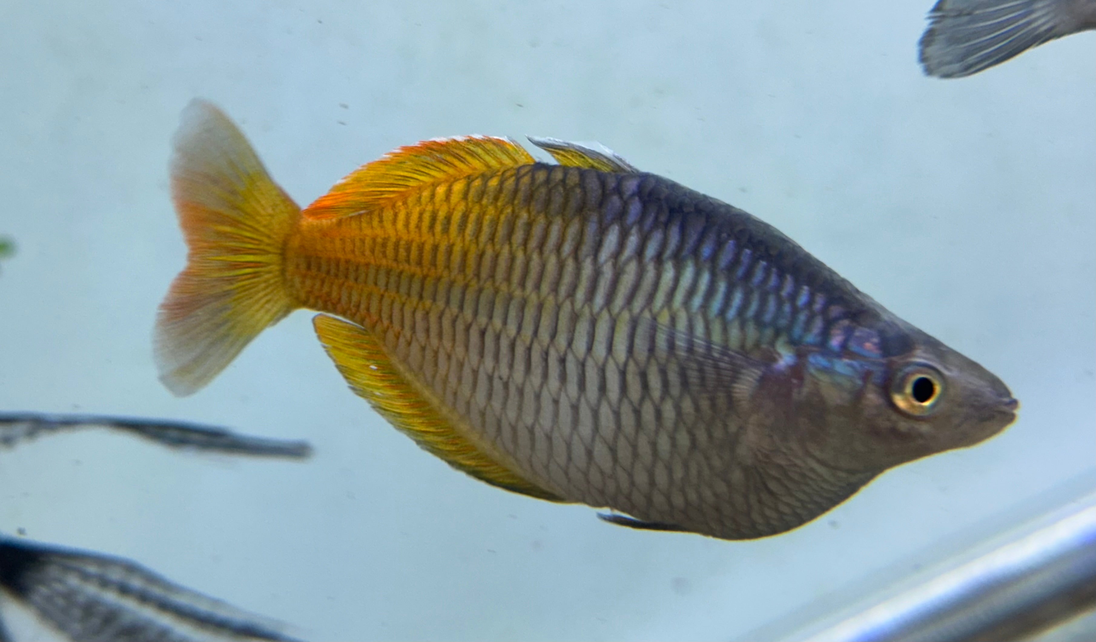 XL Bosemani Rainbow (4”) – Global Fish Co.