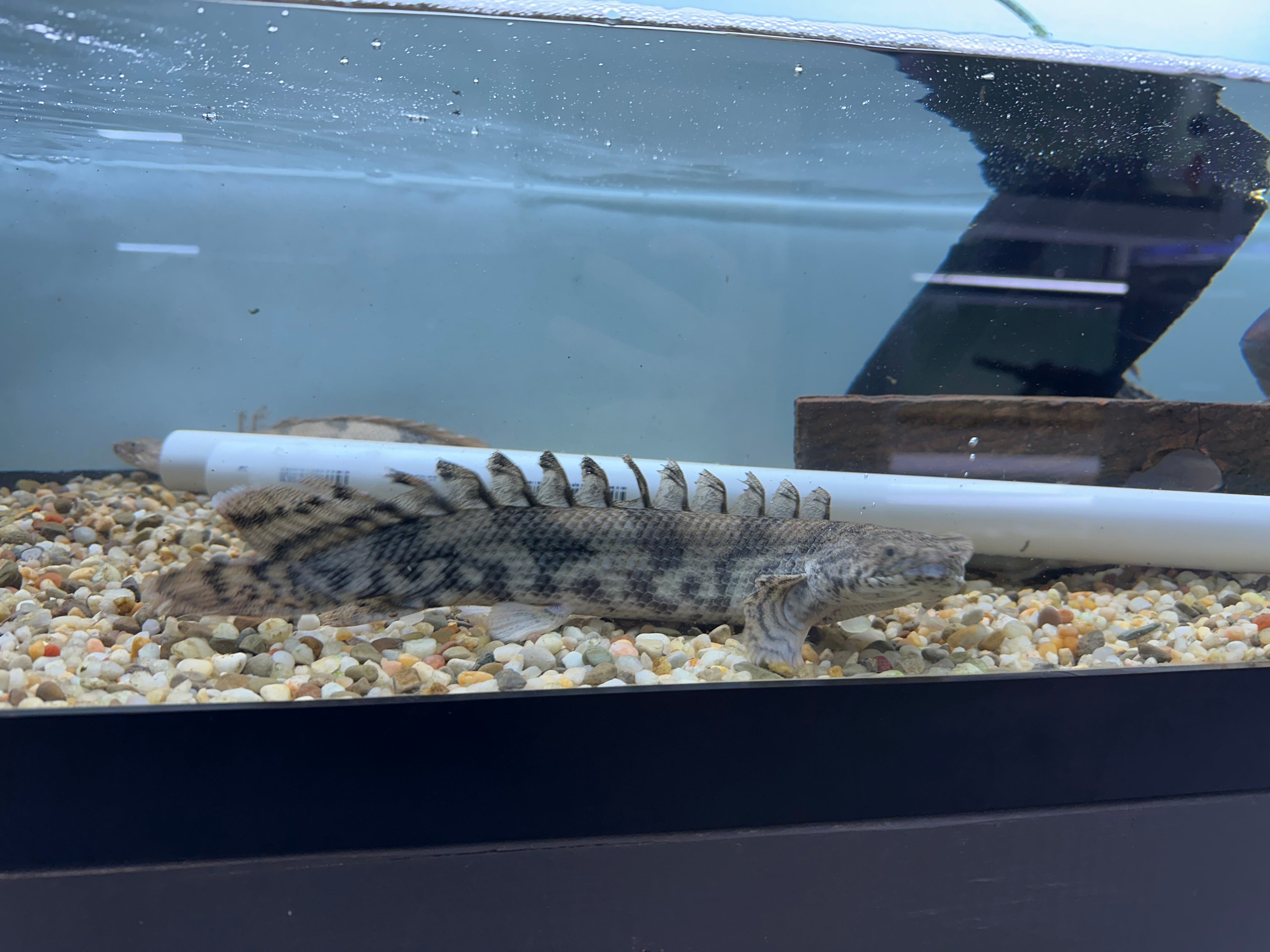 XL Endlicheri Polypterus (13”+)