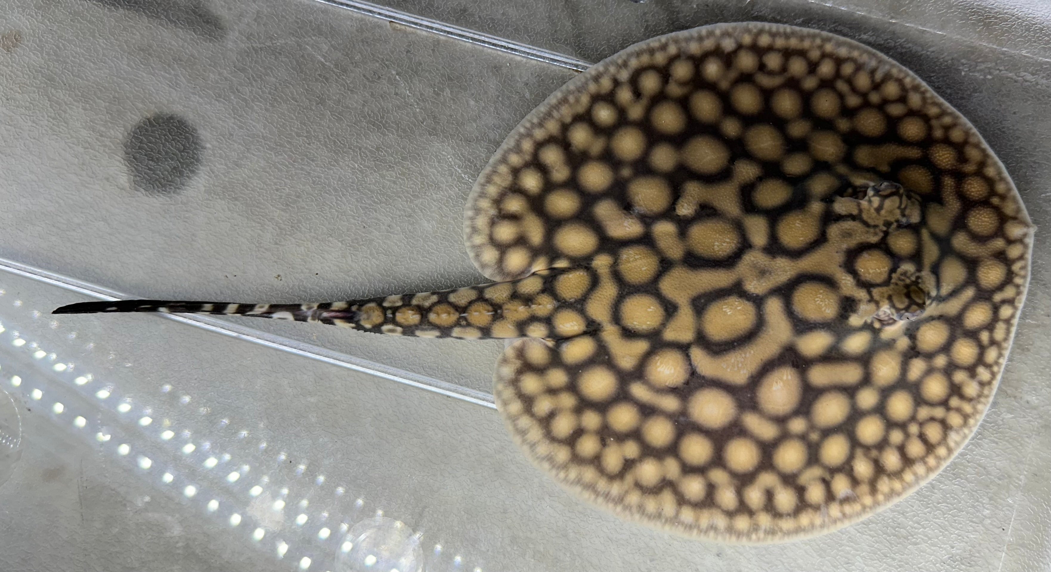 Black Diamond Hybrid Stingray (Female 6”)