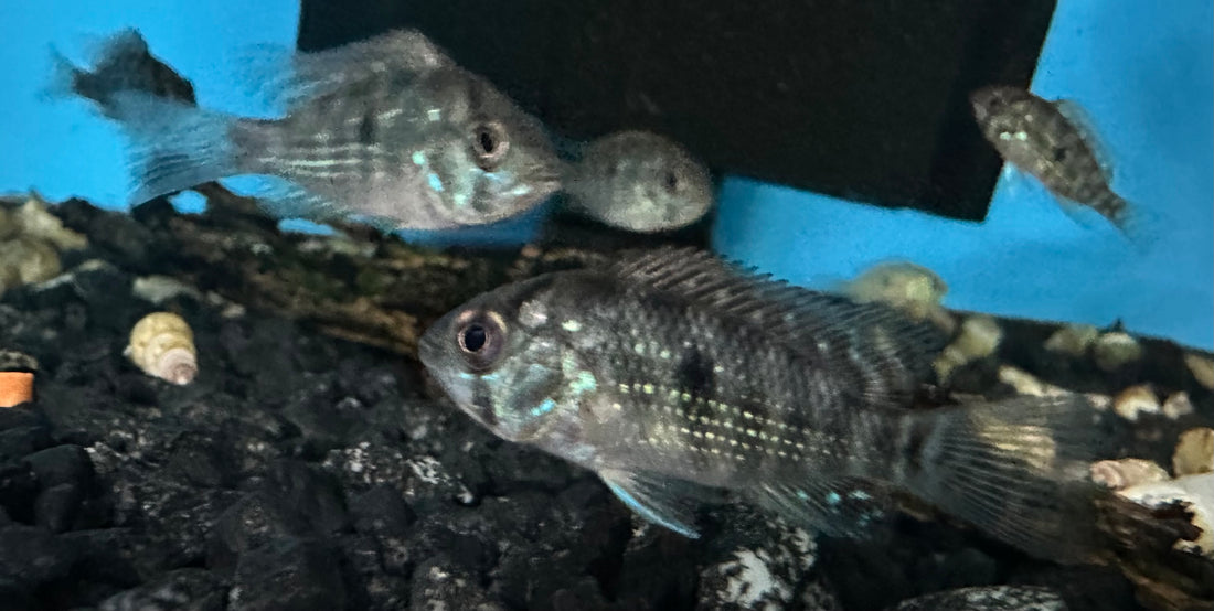 Baby Brasiliensis Geophagus (1-1.25”)