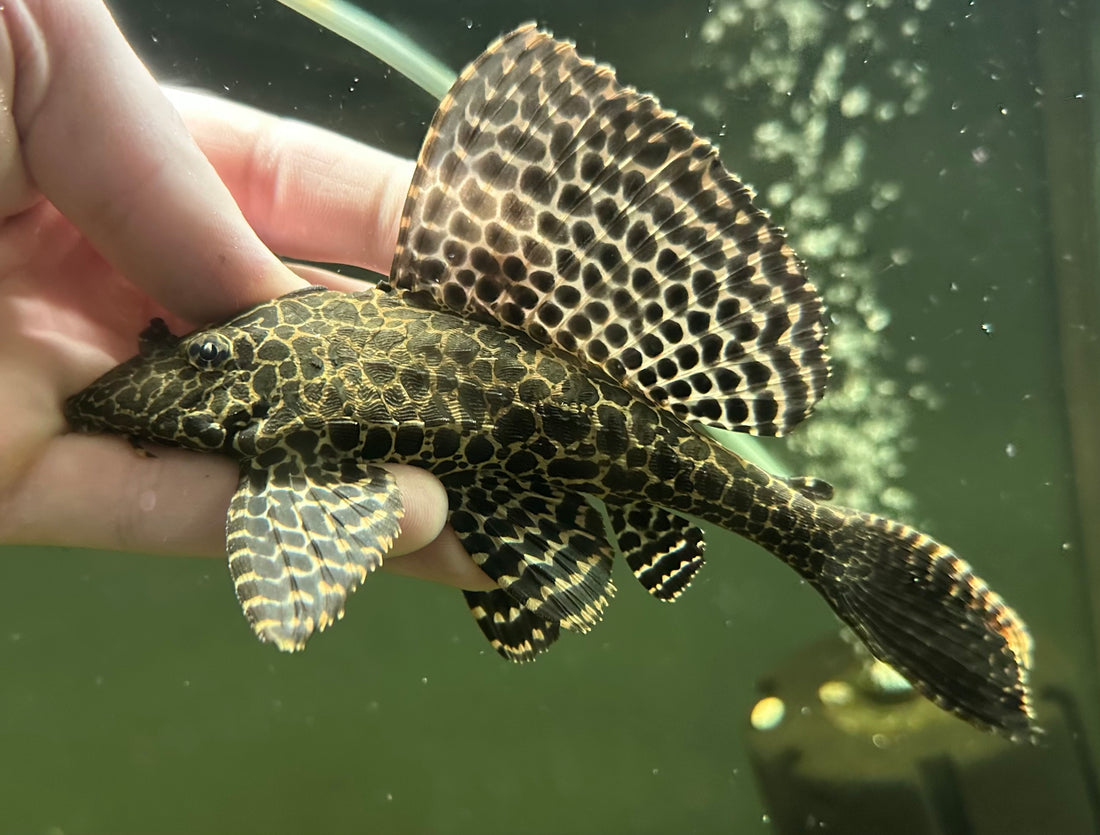 Gibbiceps Pleco (6-7”)