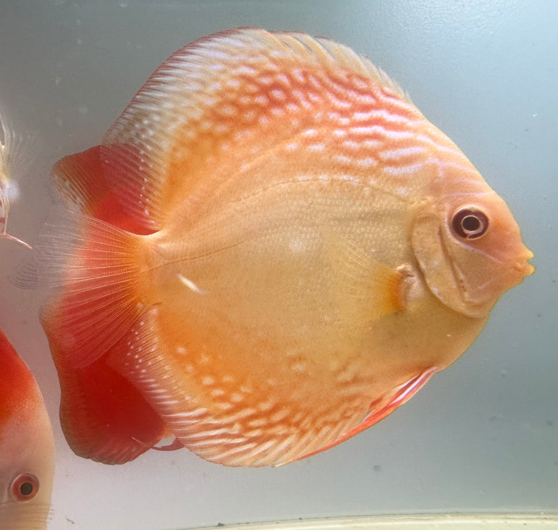 XL Albino Red Cover Discus “Red Eyes” (5.5-6”)