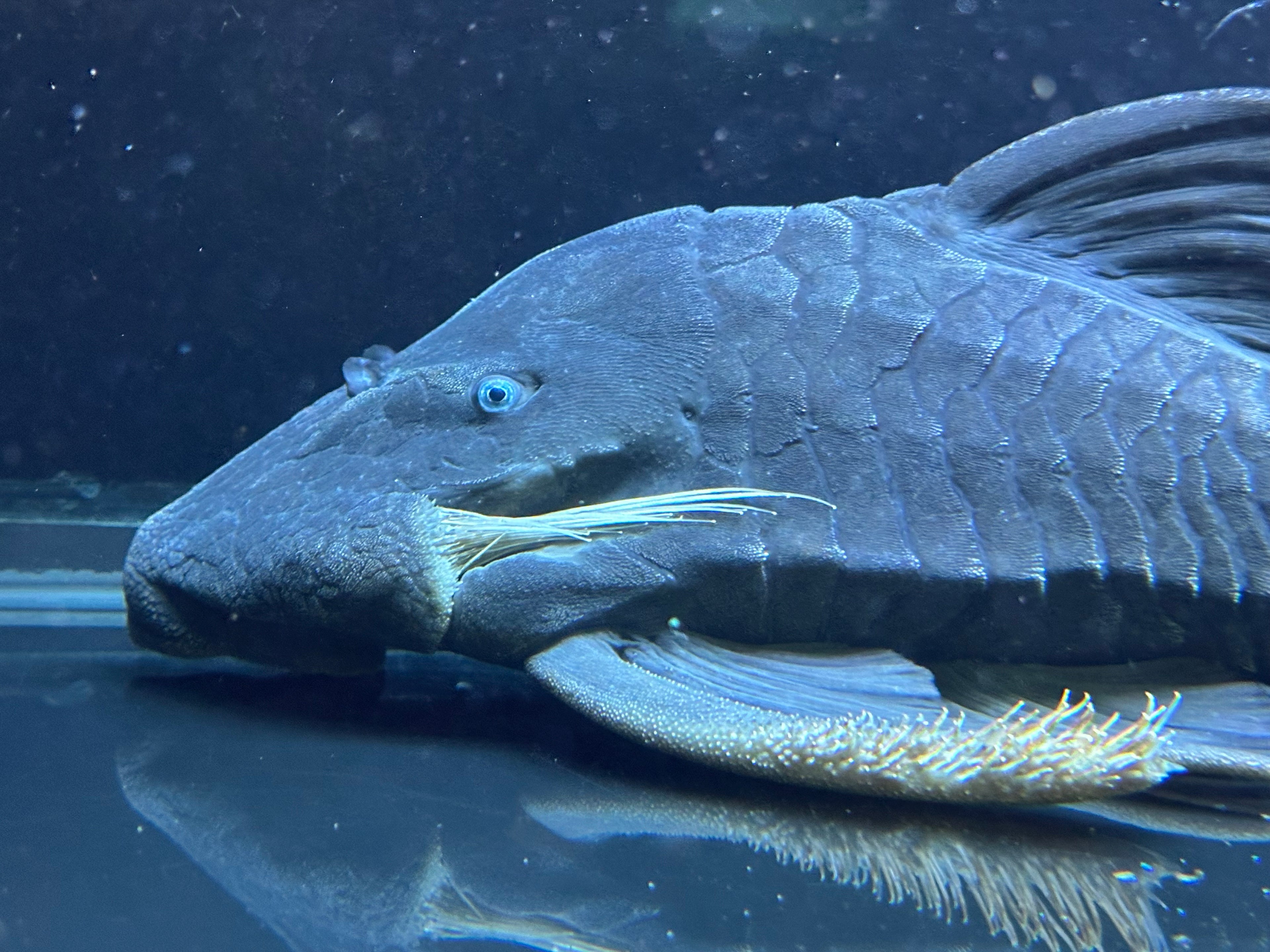 XL Male Blue Eye Panaque Pleco (15-16”)