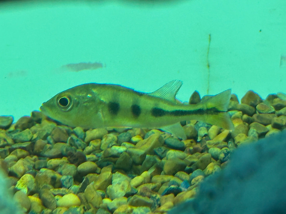 Mono Peacock bass (2-2.25”+)