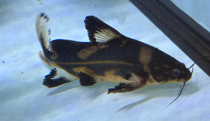 XL Harlequin Lancer Catfish (7-8”)