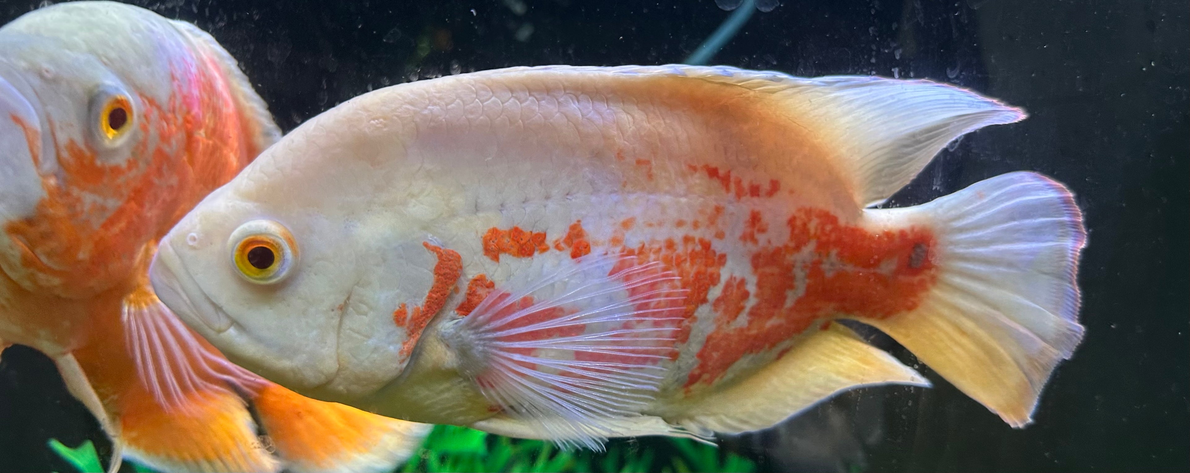 XL Albino Tiger Oscar (7.5-8”)