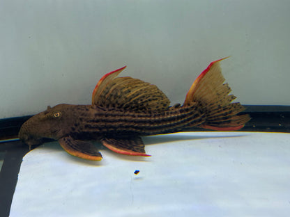 XL L025 Pleco cactus escarlata de 7 puntas (9-10”)