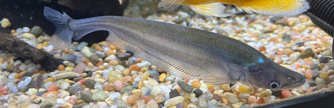 Ompok Sheet Catfish (7”)