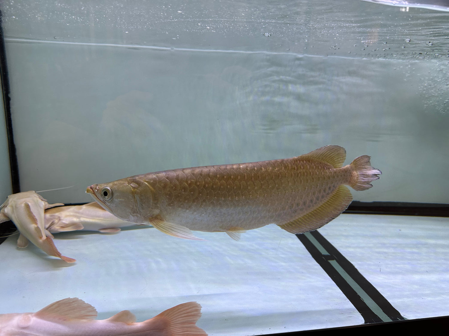 XL Jardini Arowana (15-16”+)