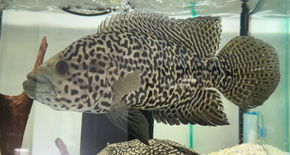 Jumbo Jaguar Cichlid (9”)
