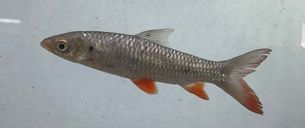 Large Cigar Shark (7-8”)