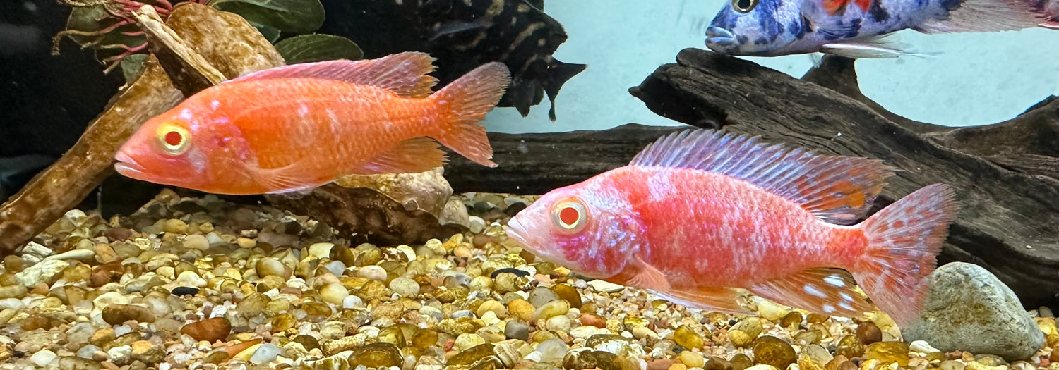 Albino Sunset OB Peacock Cichlid (3-3.5”)