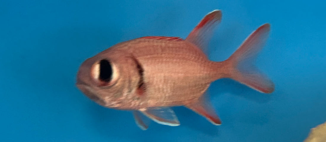 Big Eye Soldier Fish (3-3.5”)
