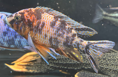 XL OB Peacock Cichlid (5.5-6”)