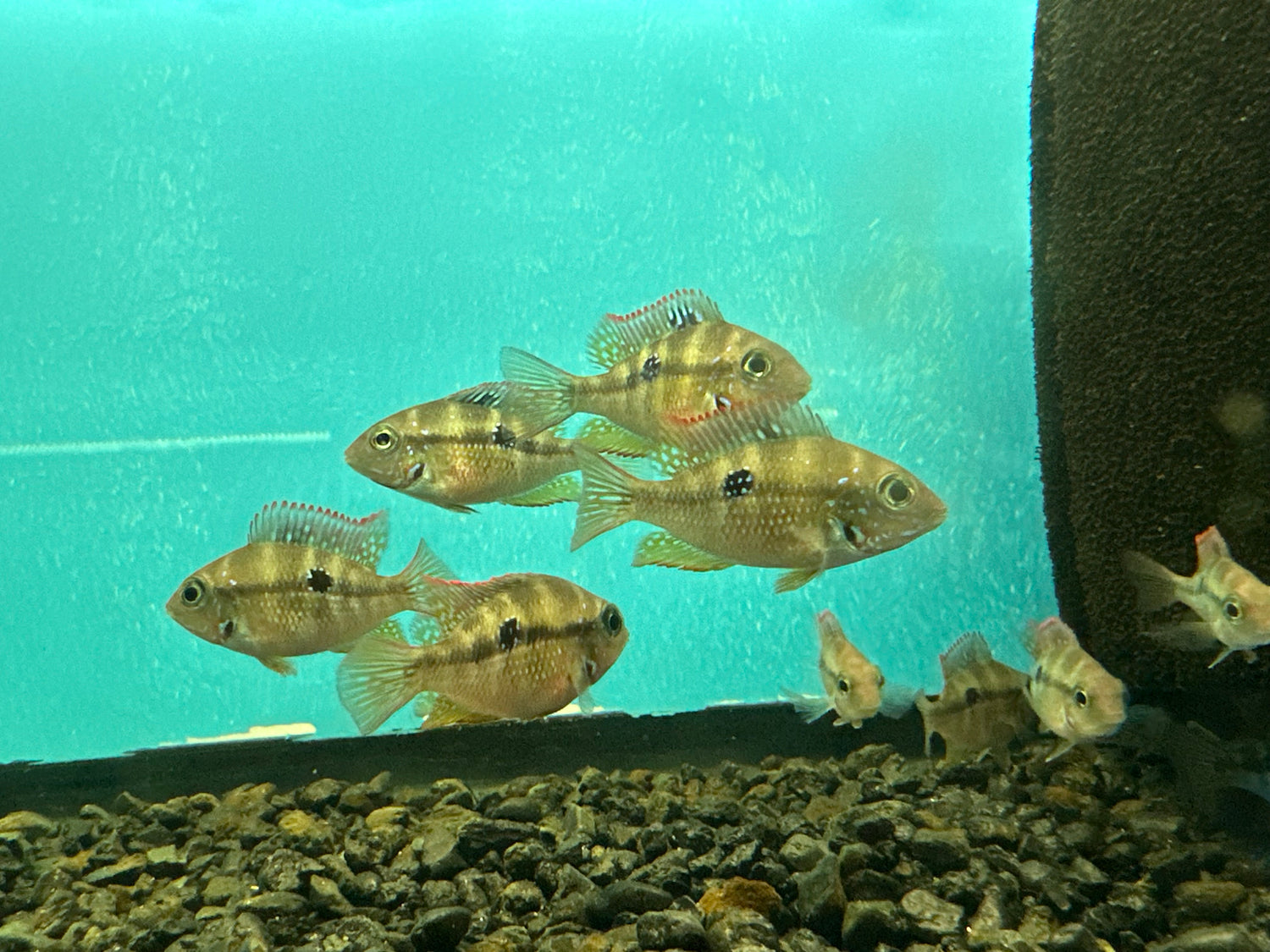 Ellioti Cichlid (1.5”)