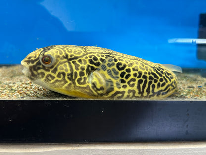 LARGE MBU Puffer (8-9”)