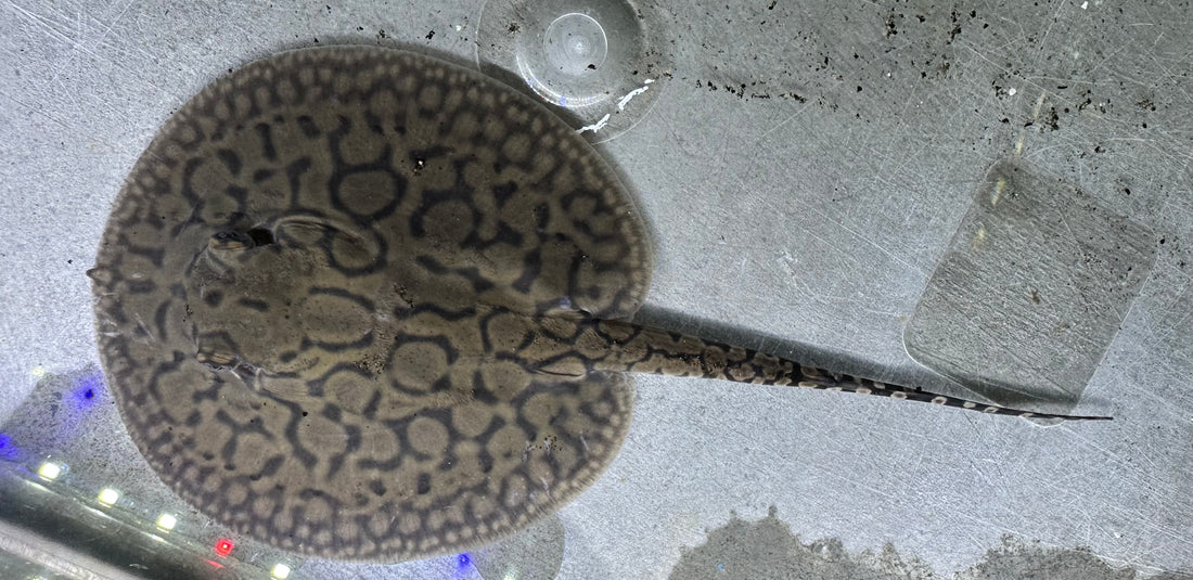 Motoro Hybrid Stingray (Female 5”)
