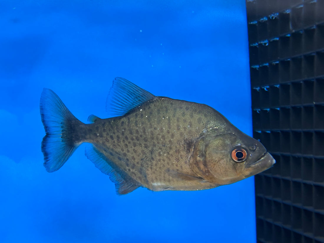 Black Rhom Piranha (5-6”)