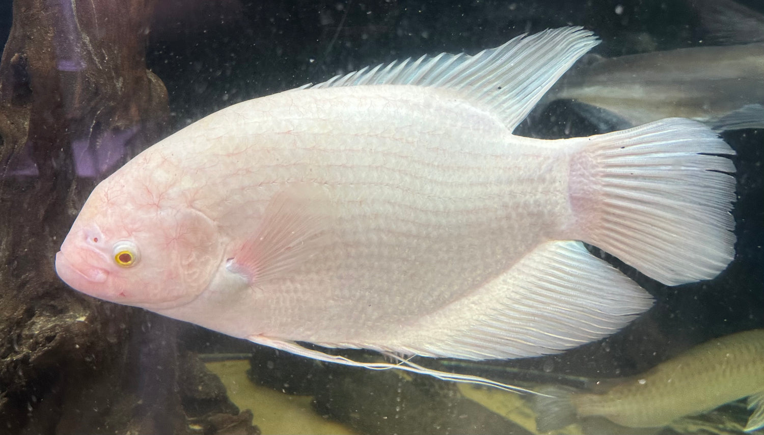 XL Albino Giant Gourami (15-16”+)