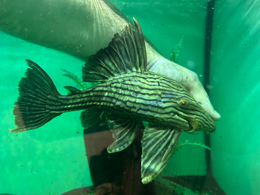 LARGE L330 1/2 Spotted Watermelon Pleco (9-10”)