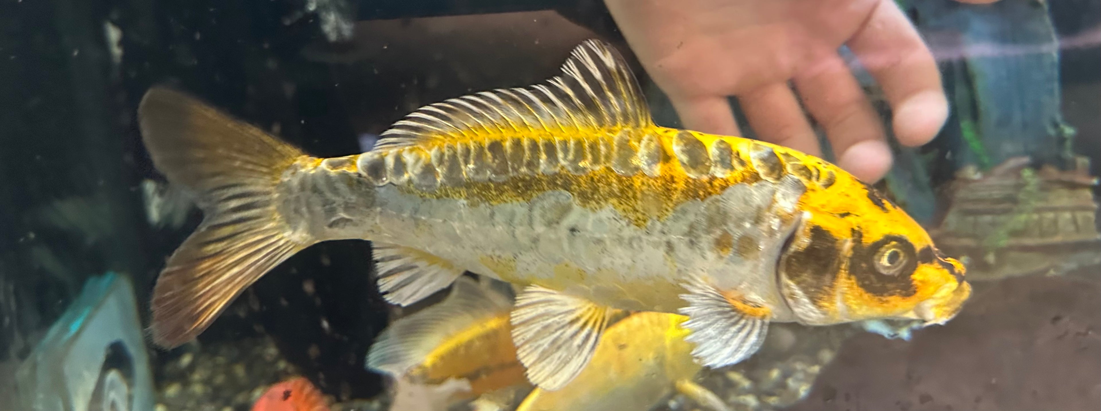 Large Assorted Koi (8-9”)