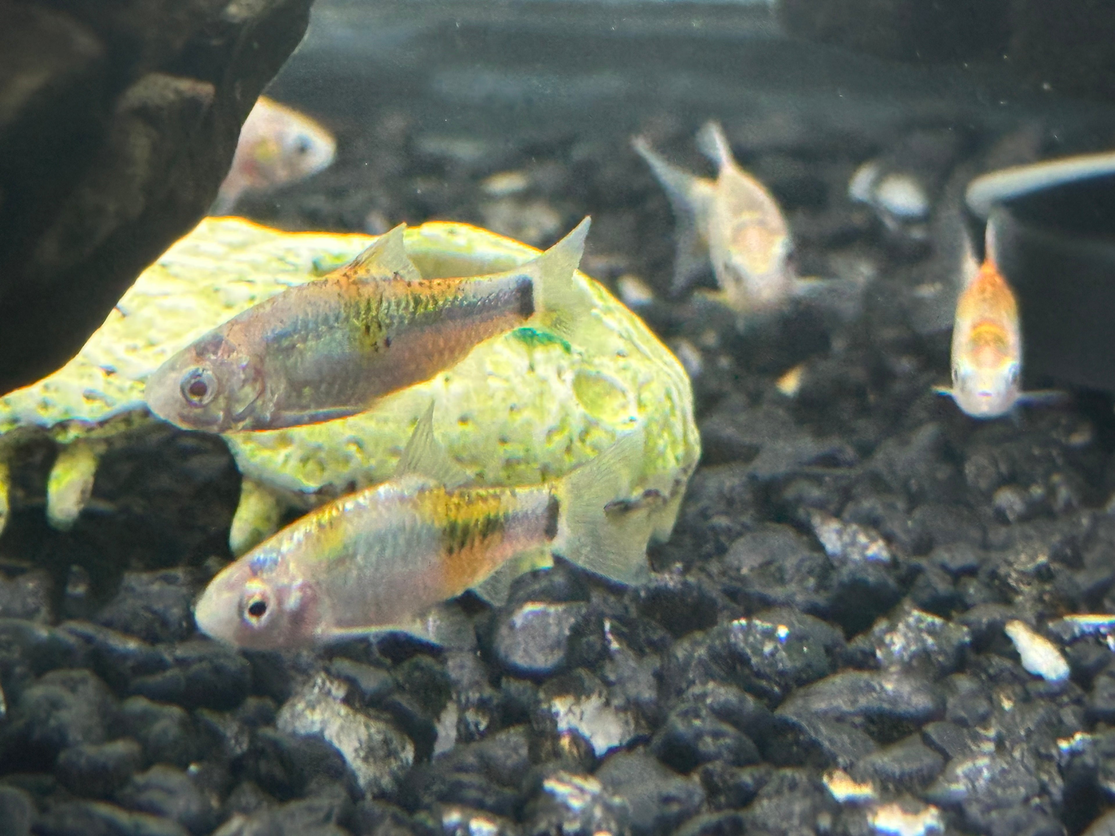 Tricolor Gold Barbs (1.75-2”)