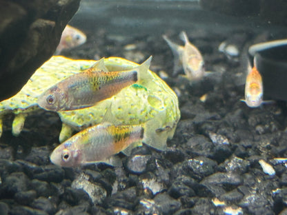 Tricolor Gold Barbs (1.75-2”)